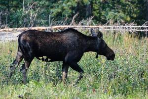 Moose in the Colorado Rocky Mountains photo