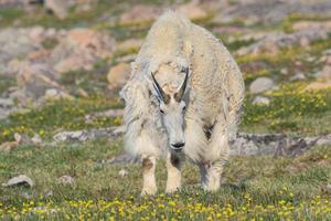 Wild Mountain Goats of the Colorado Rocky Mountains photo