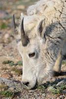 Wild Mountain Goats of the Colorado Rocky Mountains photo