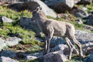 borrego cimarrón salvaje de las montañas rocosas de colorado foto