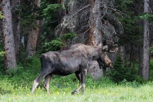 Shiras Moose in the Rocky Mountains of Colorado photo