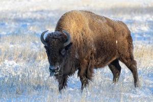 bisonte americano en las altas llanuras de colorado. bisonte toro. toro cubierto de nieve parado en una carretera. foto