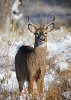 Colorado Wildlife. Wild Deer on the High Plains of Colorado. Young White-tailed buck in snow. photo