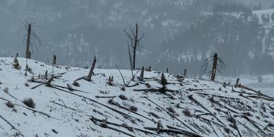 paisajes invernales del parque nacional de yellowstone en wyoming foto