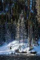 escena de invierno en el parque nacional de yellowstone. foto