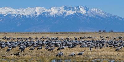 migrando grullas canadienses mayores en monte vista, colorado foto