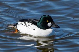 Waterfowl of Colorado. Common Goldeneye duck in a lake. photo