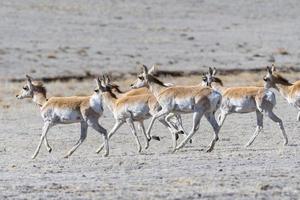 Wild Pronghorn Antelope on the High Plaines of Colorado. photo