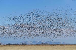 Sandhill Crane Blastoff. Migrating Greater Sandhill Cranes in Monte Vista, Colorado photo