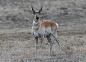 Wild Pronghorn in the Colorado Grasslands photo