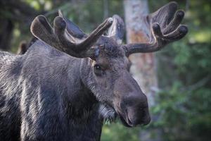 Moose in the Colorado Rocky Mountains photo