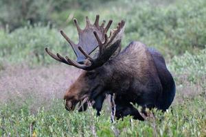 alces en las montañas rocosas de colorado foto