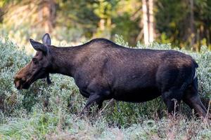 Moose in the Colorado Rocky Mountains photo