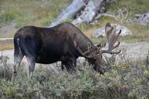 Moose in the Colorado Rocky Mountains photo