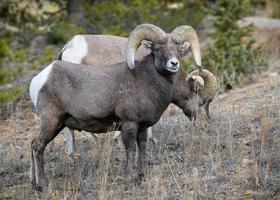 Colorado Rocky Mountain Bighorn Sheep Ram photo