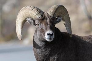 borrego cimarrón de las montañas rocosas de colorado foto