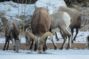 borrego cimarrón de las montañas rocosas de colorado foto