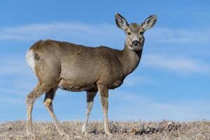 Colorado Wildlife. Wild Deer on the High Plains of Colorado. Mule Deer Doe on a grassy hill. photo