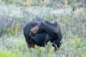 Moose in the Colorado Rocky Mountains photo