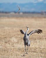 Greater Sandhill Crane Doing the Stick Dance photo