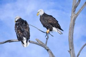 American Bald Eagles perched in a tree with a blue sky background. photo