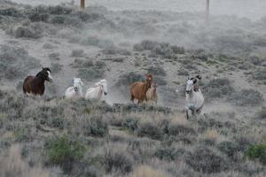 Wild Mustang Horses in Colorado photo