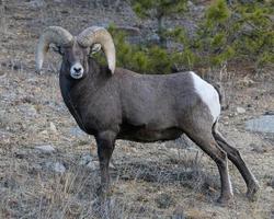 colorado montaña rocosa borrego cimarrón ram foto