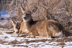 Two mule deer does resting in winter brush. Colorado Wildlife. Wild Deer on the High Plains of Colorado photo