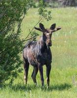 Shiras Moose in the Rocky Mountains of Colorado photo