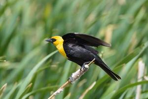 Yellow headed blackbird on a cat-tail. photo