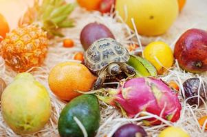 Small overland turtle on fresh exotic fruits. photo