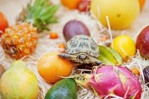 Small overland turtle on fresh exotic fruits. photo