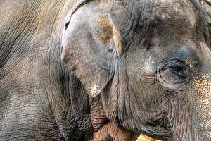 A close-up of the Asian elephant, That can see rough and wrinkled skin photo