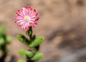 Purple lampranthus Pink color flower of Ice plant in the nature photo