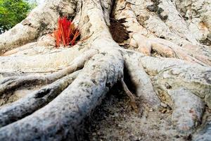 Adoración con varitas de incienso que se ofrecen en las raíces del árbol banyan foto