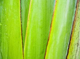 textura en el cuerpo de la palma del viajero, plátano ravenala foto