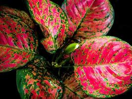 Beautiful color on leaf of Aglaonema tropical houseplant photo