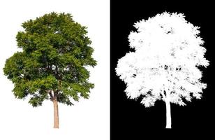 isolated tree on white background with clipping path photo