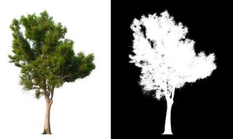 Isolated single tree on white background with clipping path photo