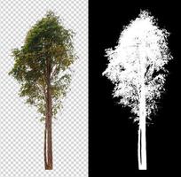 tree on transparent background image with clipping path photo