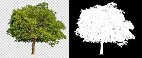 Mango tree on transparent background with clippings path photo