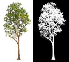 ttree on white background with clipping path photo