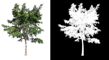 isolated tree on white background with clipping path photo