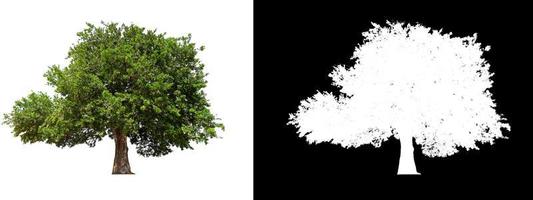 isolated tree on white background with clipping path photo