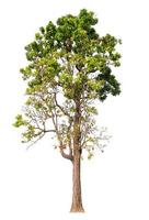 isolated big tree on white background with clipping path photo
