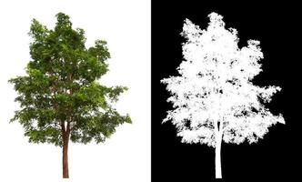 Big tree on transparent picture background with clippings path and alpha channel photo