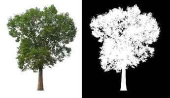 isolated tree on white background with clipping path photo