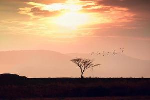 silueta de árbol con puesta de sol cielo foto