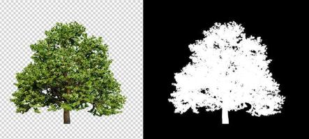 tree on transparent background picture with clipping path photo