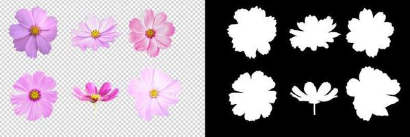 collection cosmos flower on transparent background photo